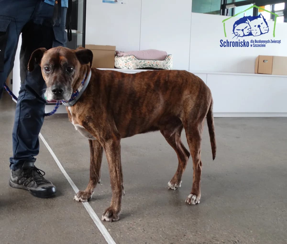 161/25, Mixed Breed (Schronisko Szczecin)