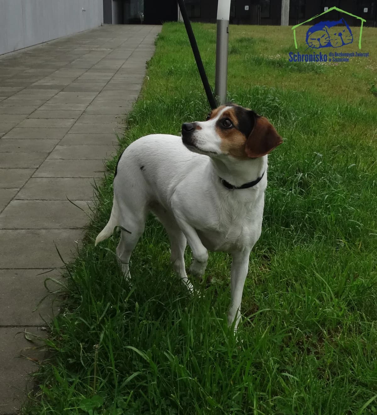 162/25, Mixed Breed (Schronisko Szczecin)