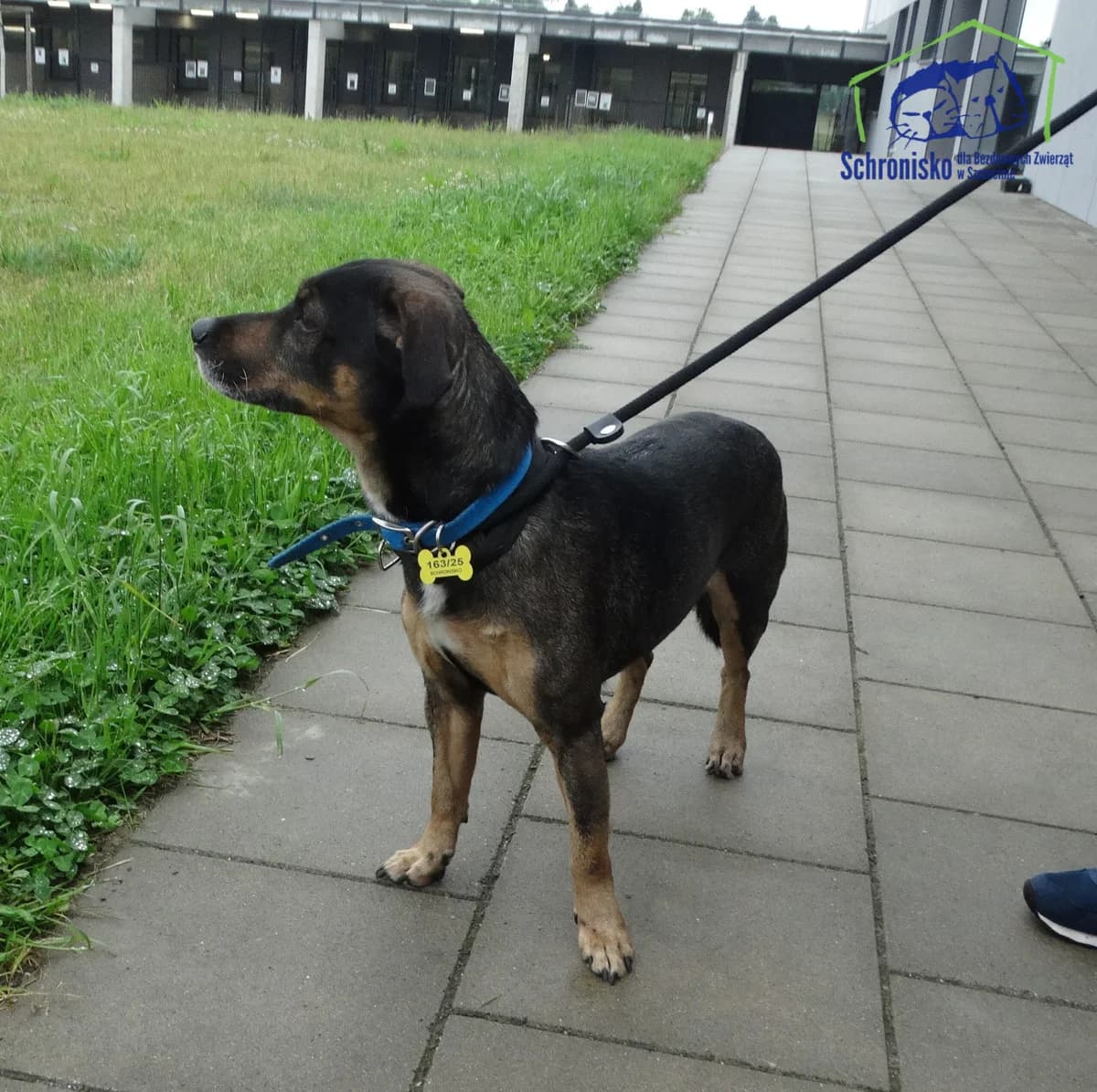 163/25, Mixed Breed (Schronisko Szczecin)