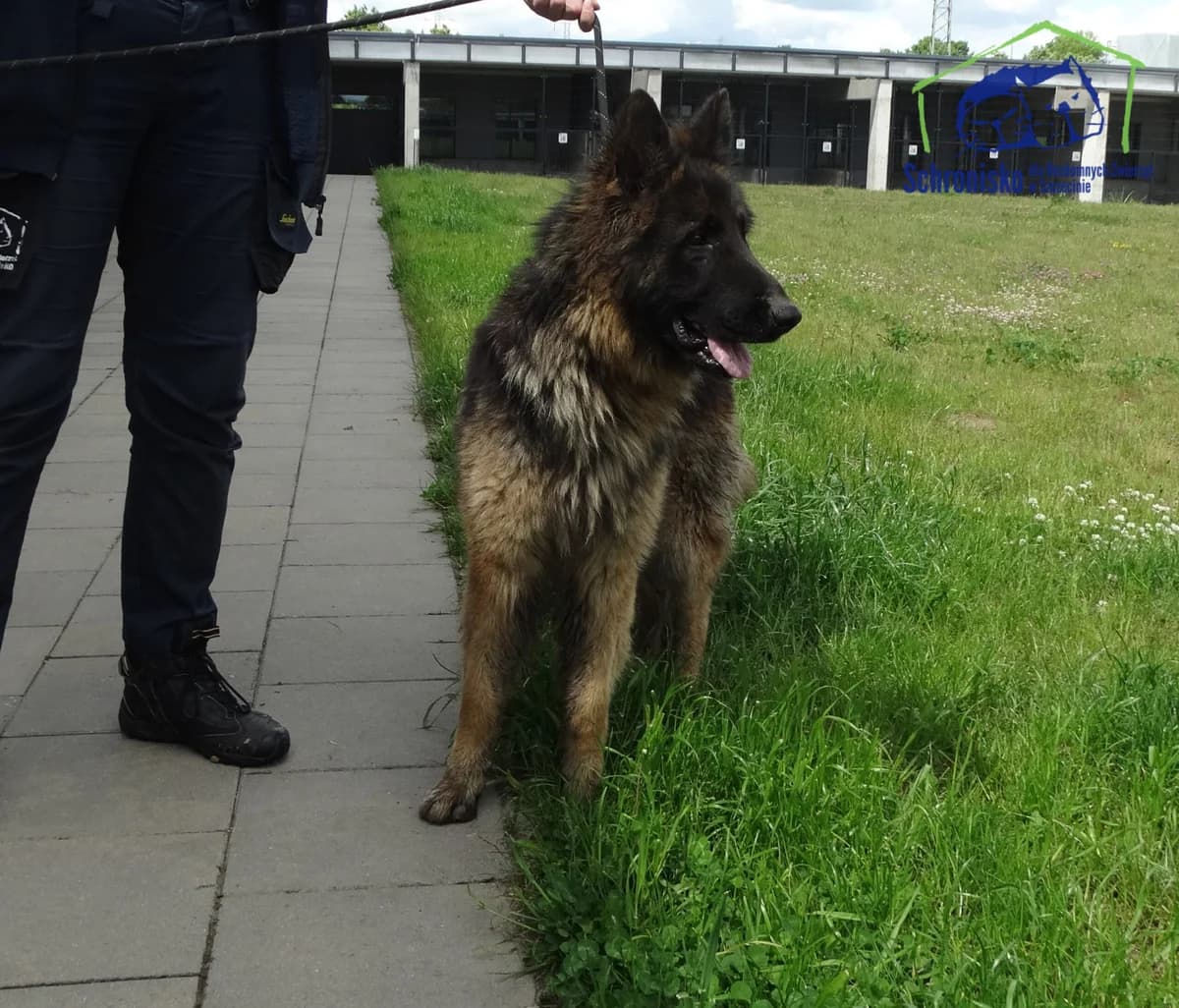 Drago, Mixed Breed (Schronisko Szczecin)