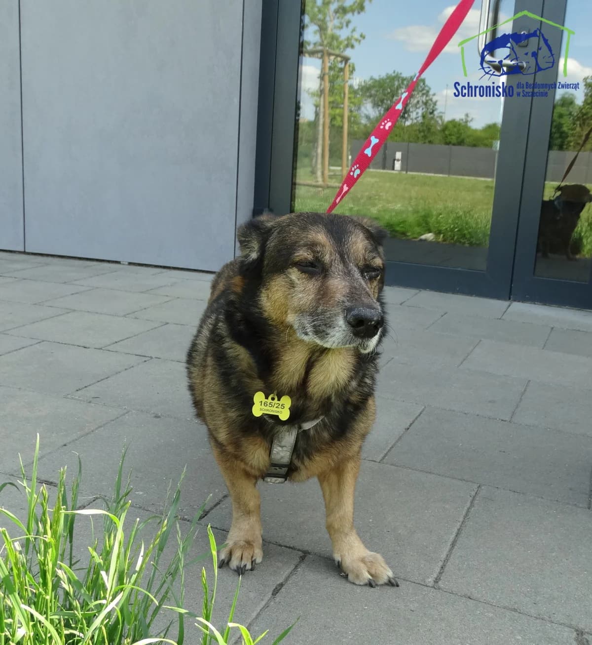 165/25, Mixed Breed (Schronisko Szczecin)