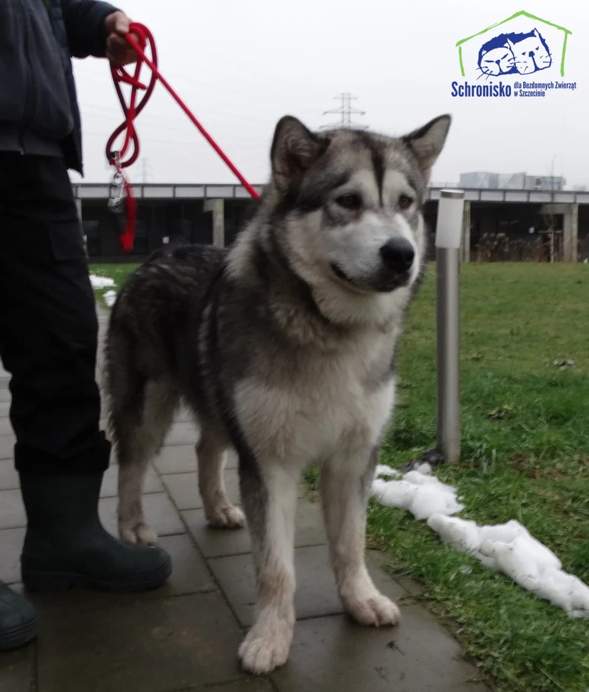 Hugo, Mixed Breed (Schronisko Szczecin)