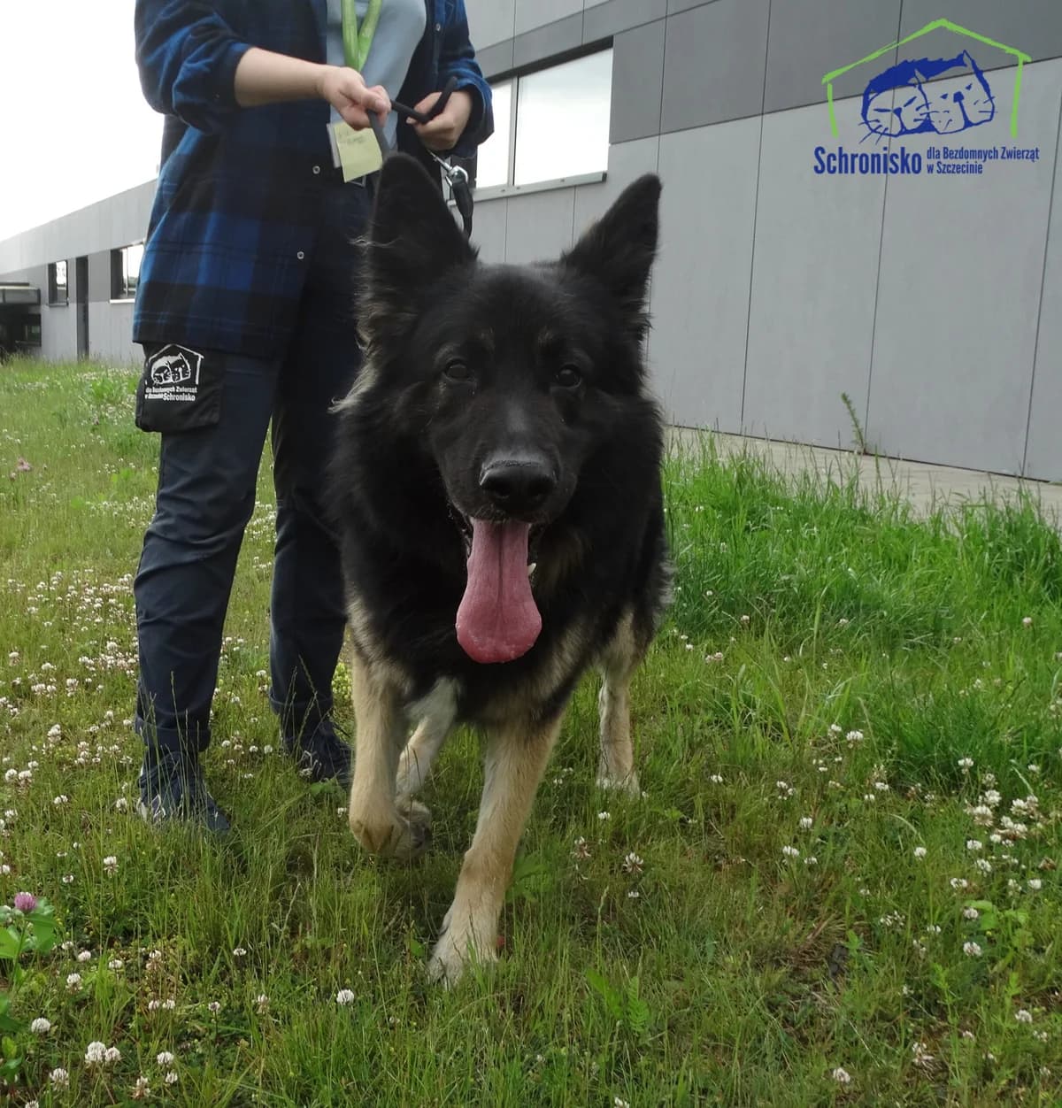 170/25, Mixed Breed (Schronisko Szczecin)