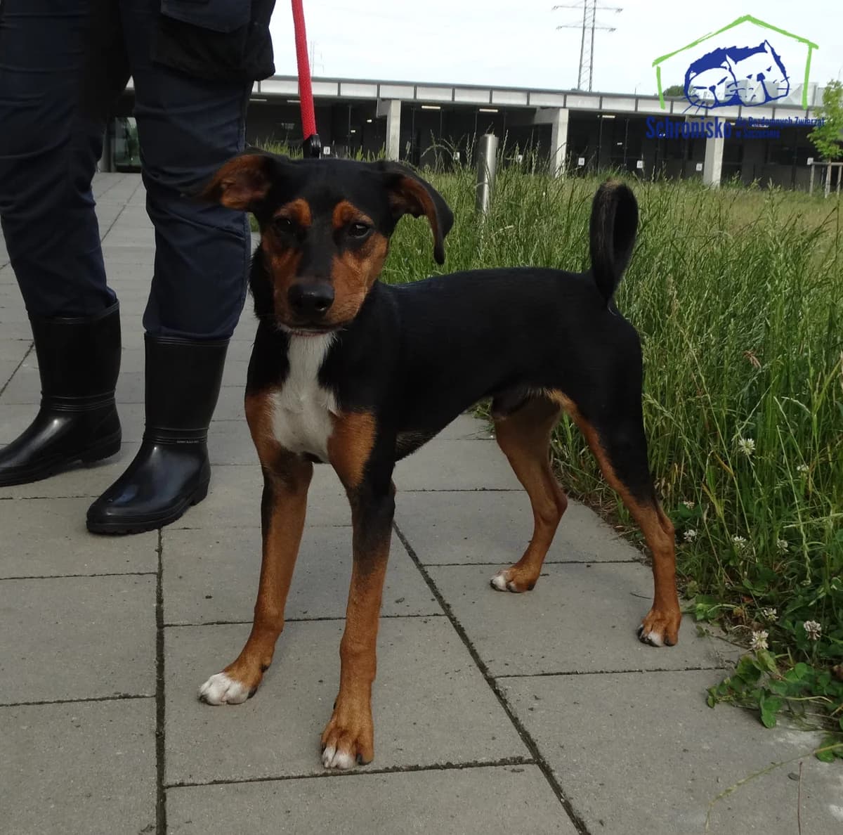 185/25, Mixed Breed (Schronisko Szczecin)