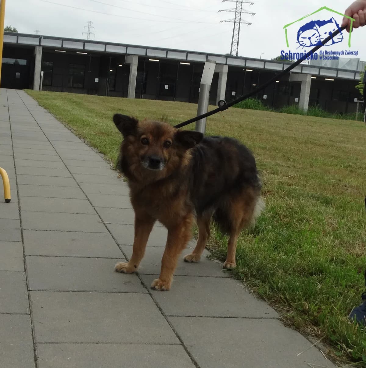 189/25, Mixed Breed (Schronisko Szczecin)