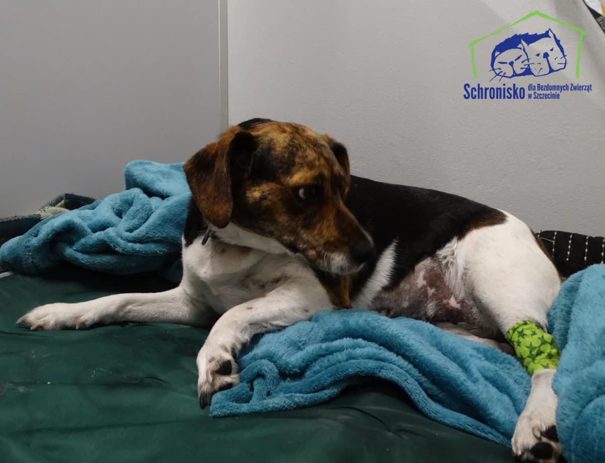 210/25, Mixed Breed (Schronisko Szczecin)