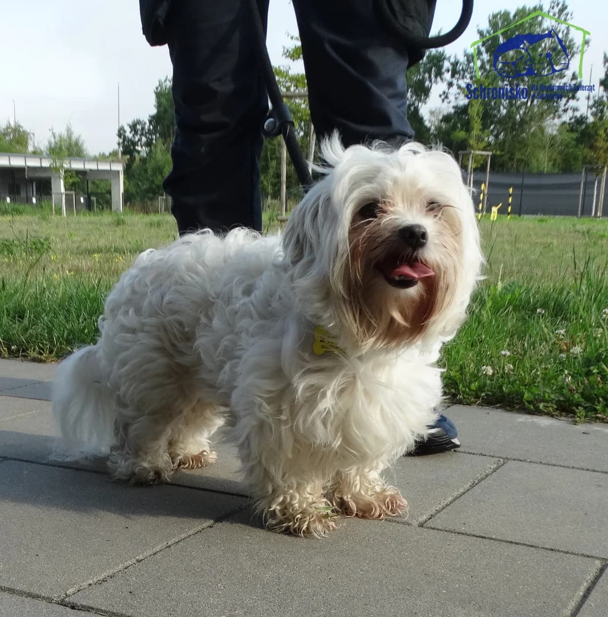 212/25, Mixed Breed (Schronisko Szczecin)