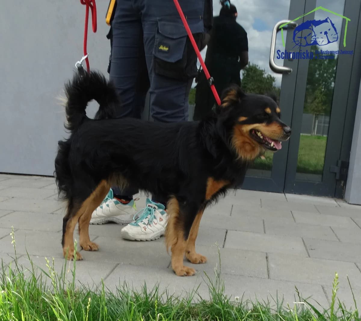214/25, Mixed Breed (Schronisko Szczecin)