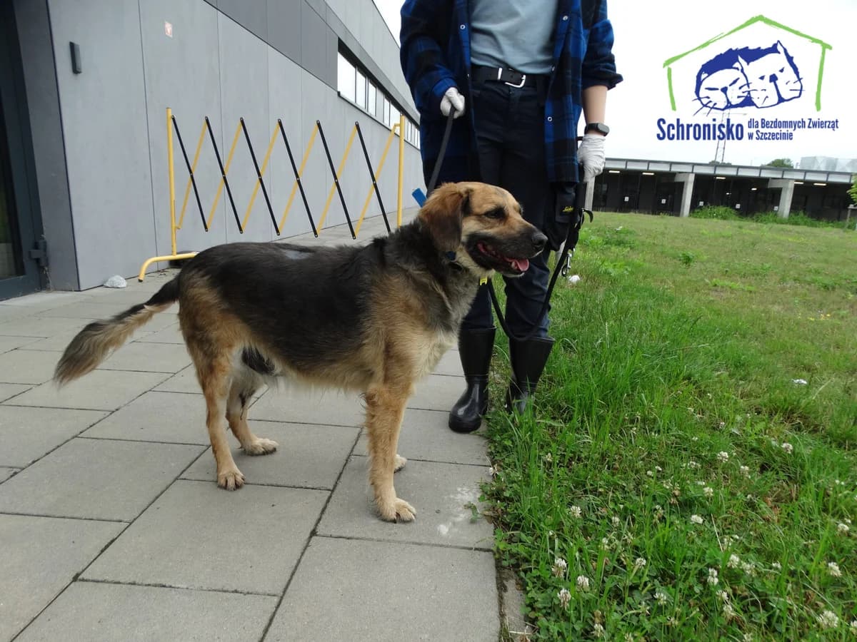 216/25, Mixed Breed (Schronisko Szczecin)