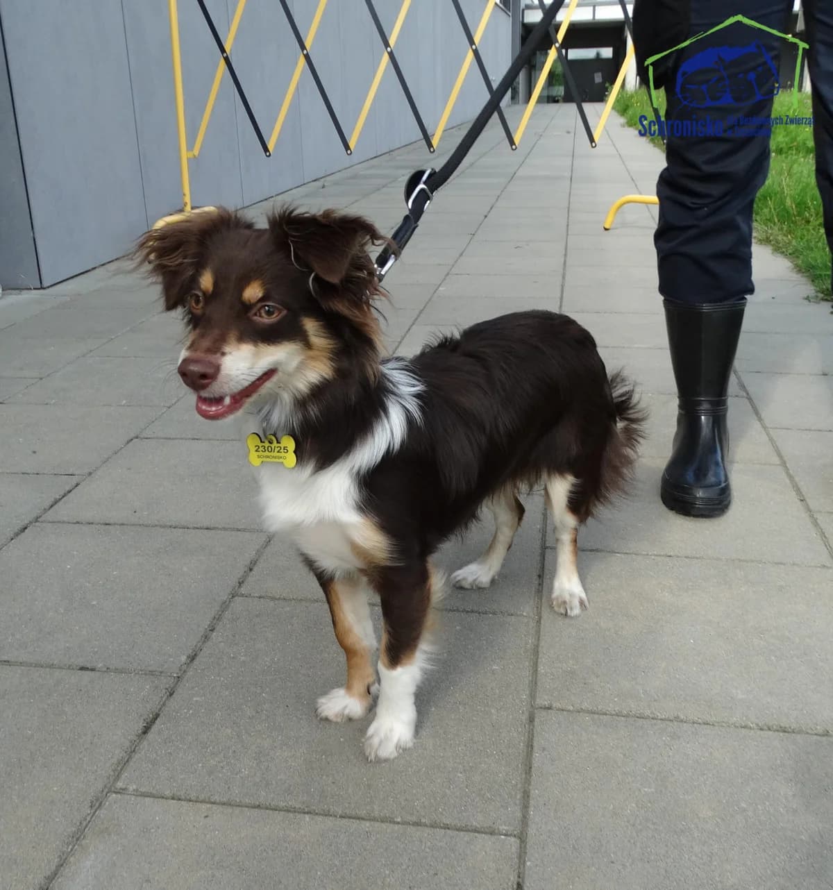 230/25, Mixed Breed (Schronisko Szczecin)
