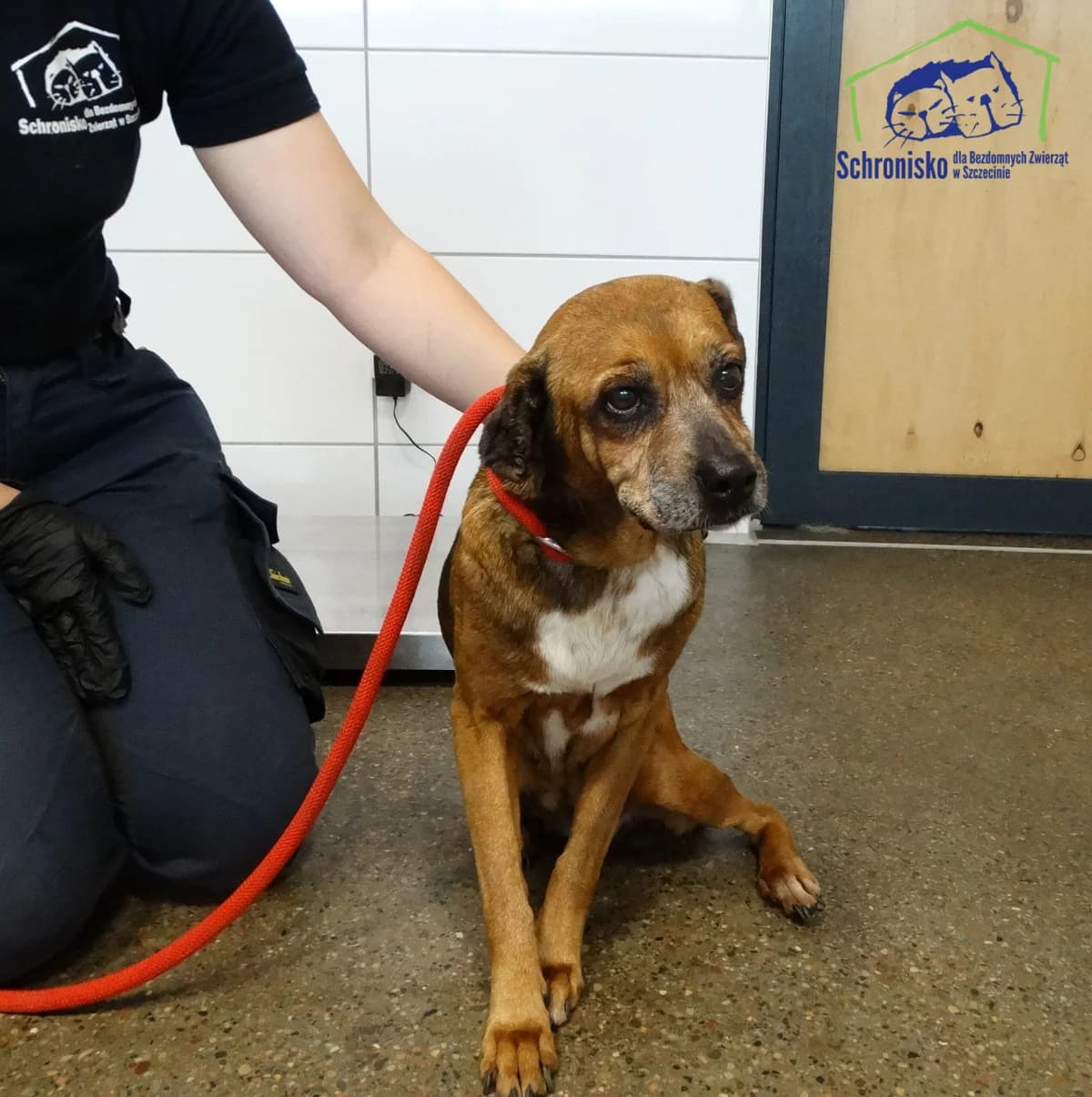 233/25, Mixed Breed (Schronisko Szczecin)