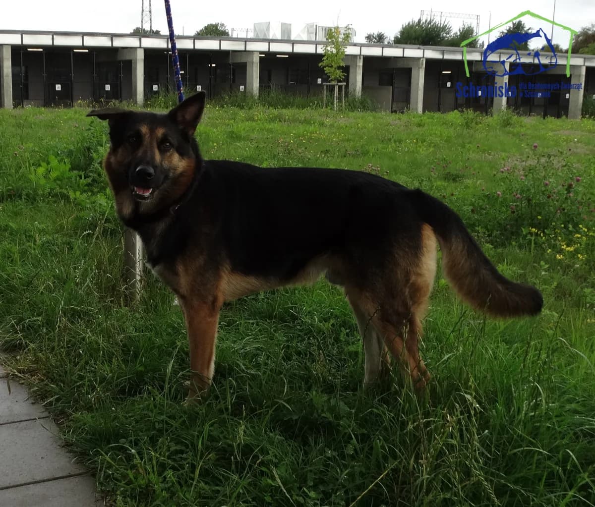 234/25, Mixed Breed (Schronisko Szczecin)