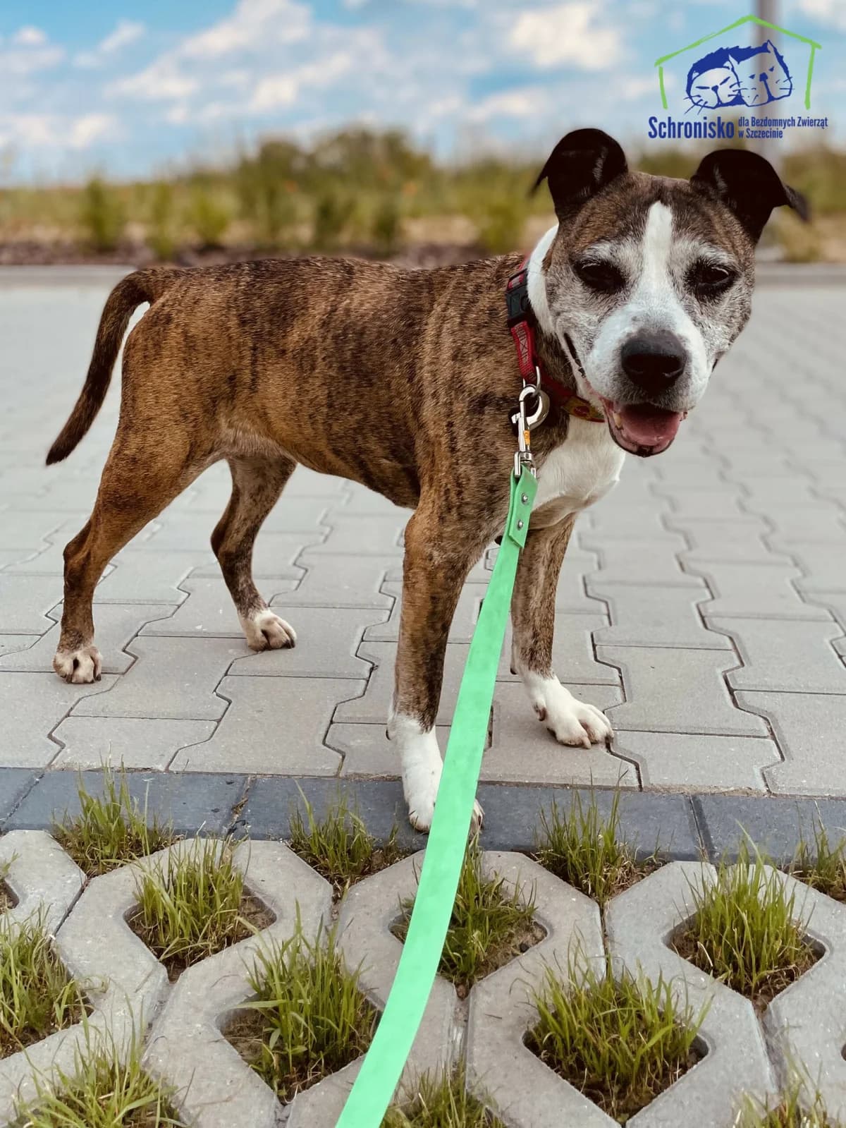 Saba, Mixed Breed for adoption at Schronisko Szczecin, Szczecin