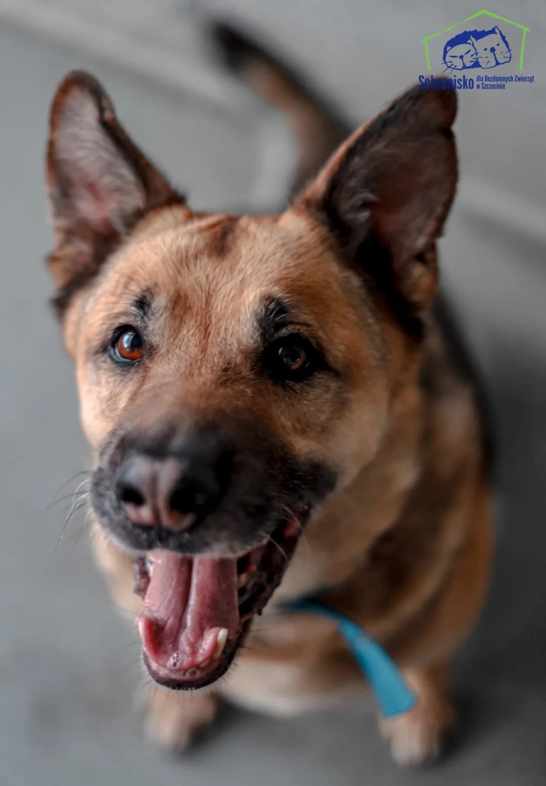 Czaki, Mixed Breed for adoption at Schronisko Szczecin, Szczecin