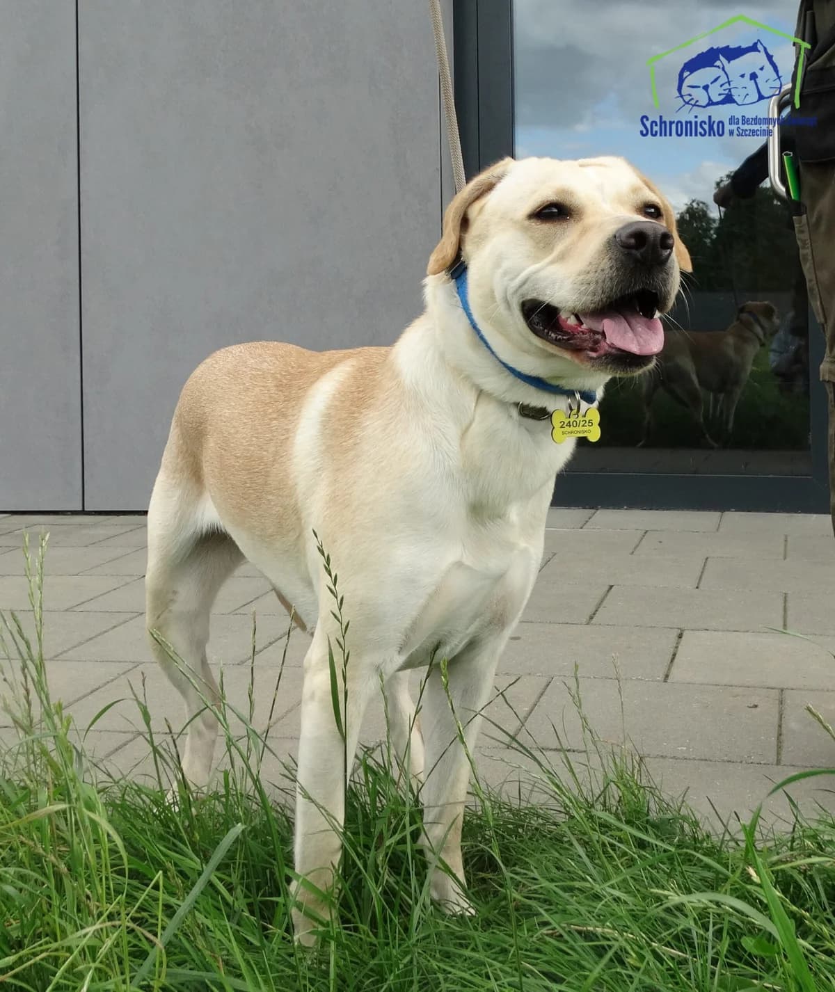 240/25, Mixed Breed (Schronisko Szczecin)