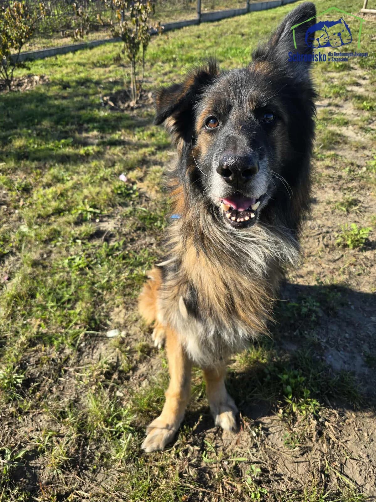 Max, Mixed Breed (Schronisko Szczecin)
