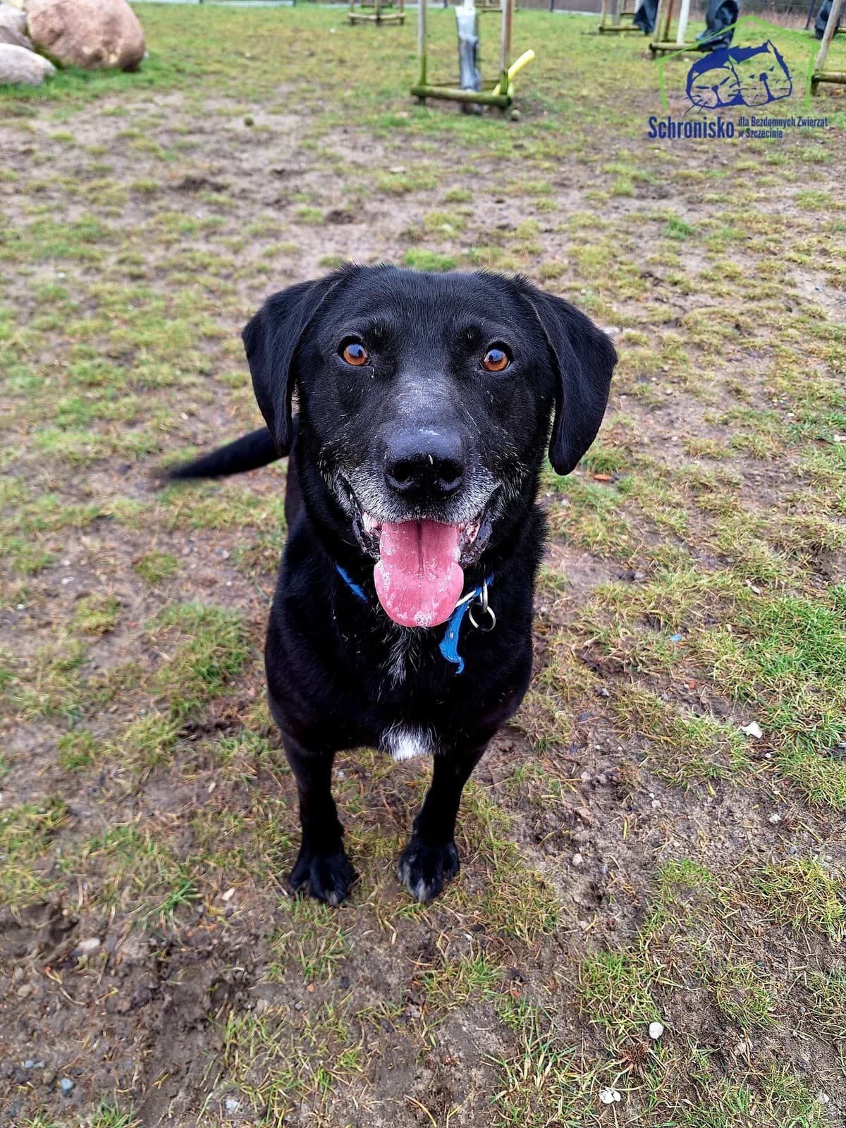 Monte, Mixed Breed (Schronisko Szczecin)