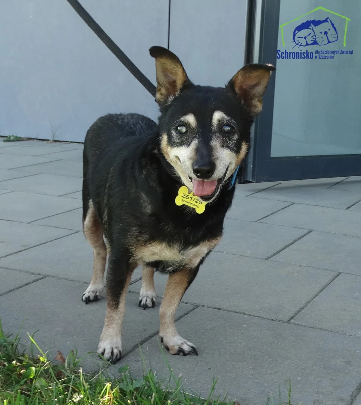 Mery, Mixed Breed (Schronisko Szczecin)