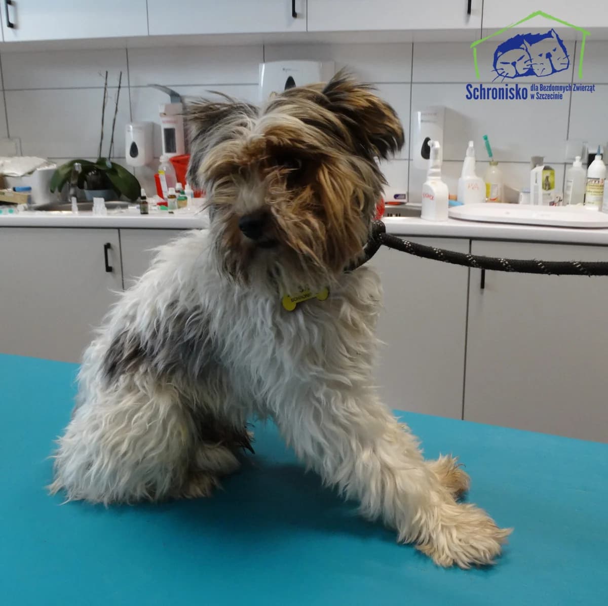 Aron, Mixed Breed (Schronisko Szczecin)