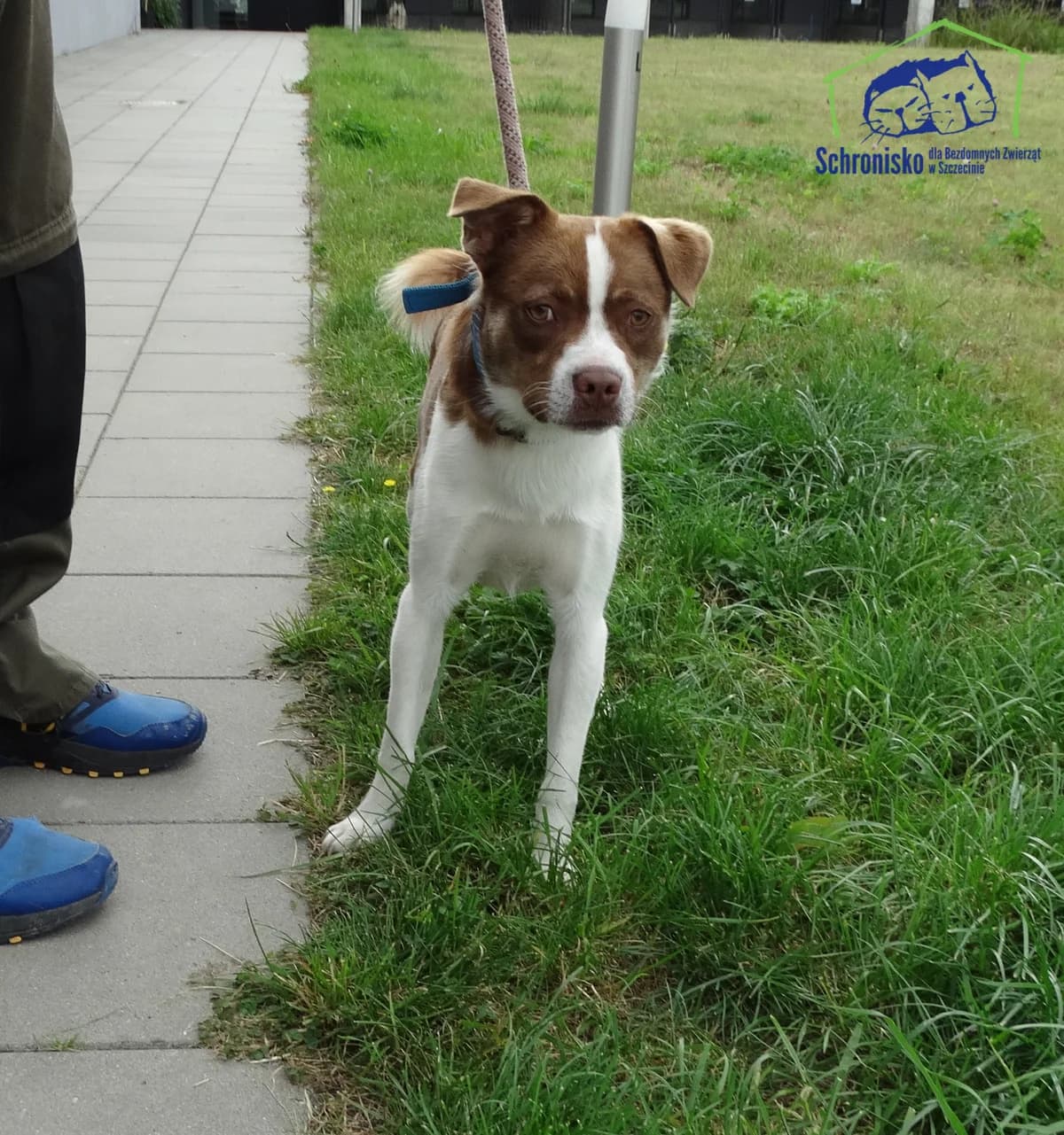 259/25, Mixed Breed (Schronisko Szczecin)