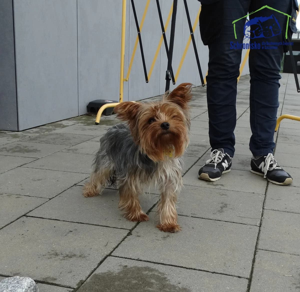 267/25, Mixed Breed (Schronisko Szczecin)