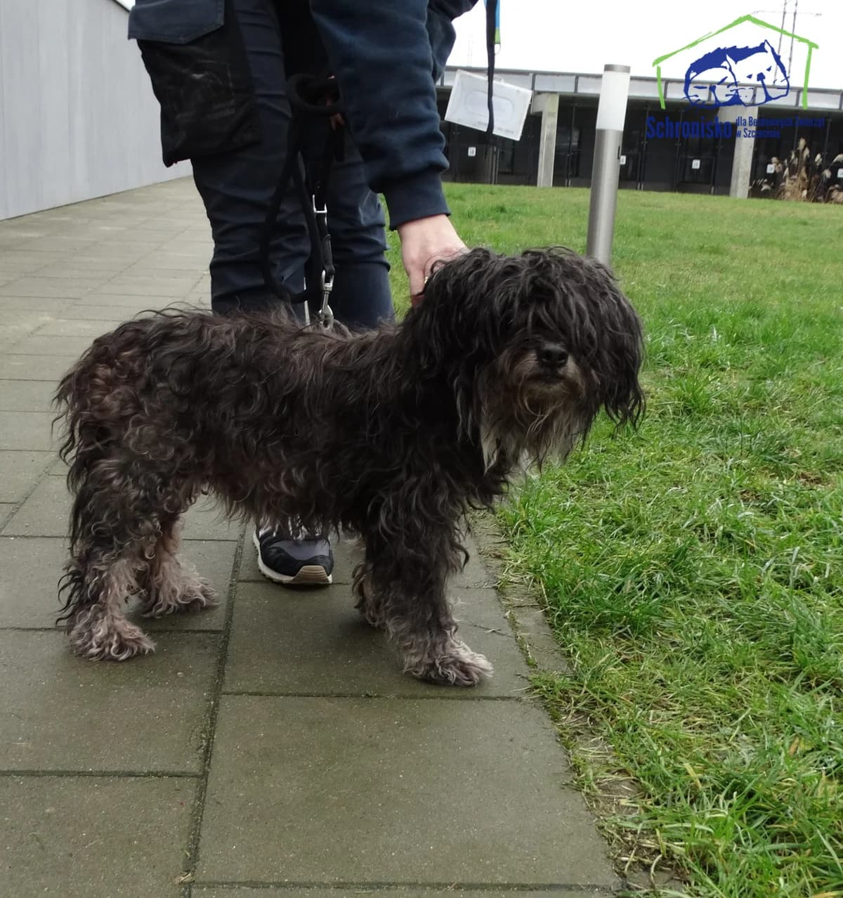 27/25, Mixed Breed (Schronisko Szczecin)