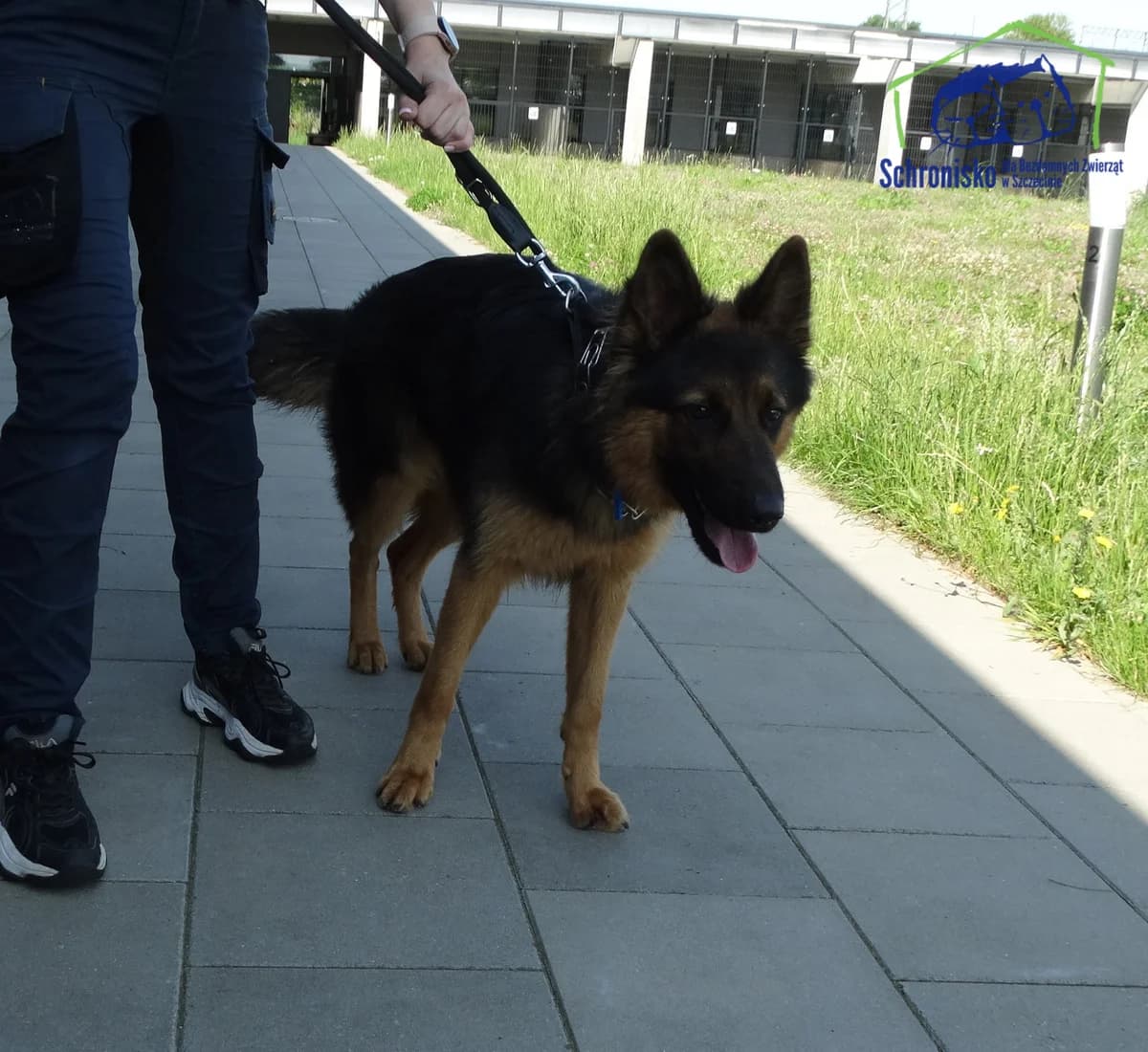 274/24,  Mixed Breed for adoption at Schronisko Szczecin, Szczecin