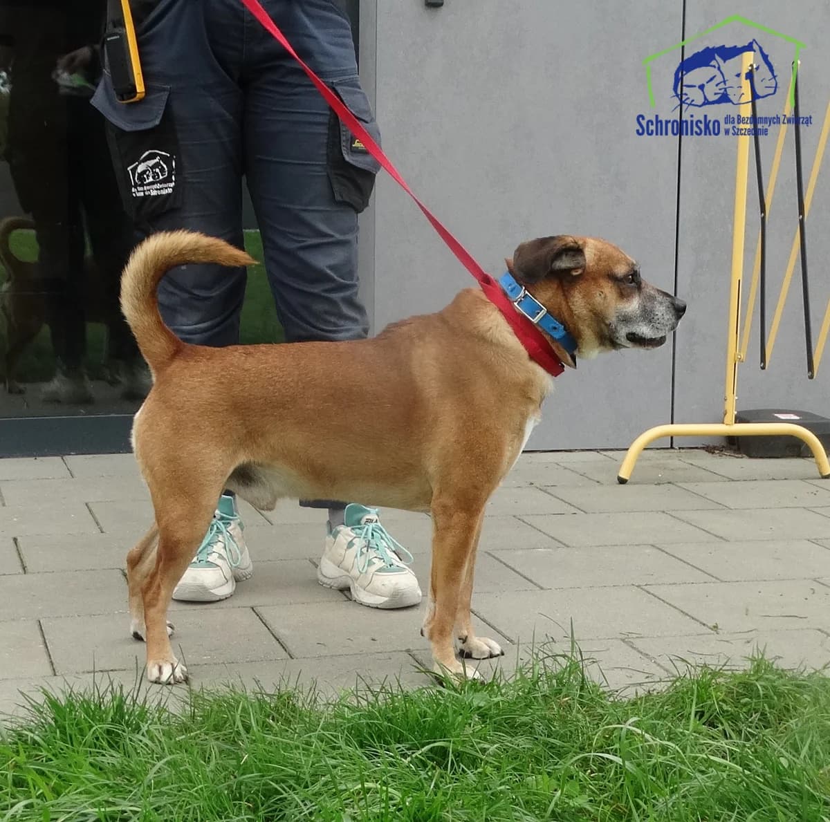 275/25, Mixed Breed (Schronisko Szczecin)