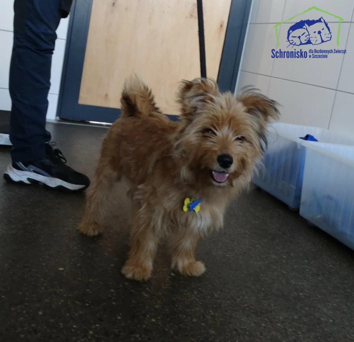 278/24,  Mixed Breed for adoption at Schronisko Szczecin, Szczecin