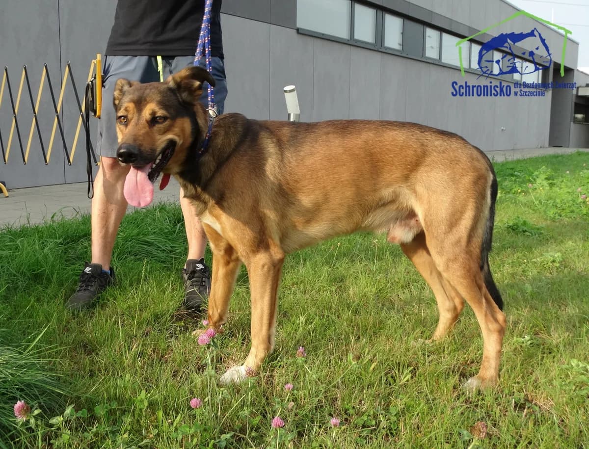 Koko, Mixed Breed (Schronisko Szczecin)