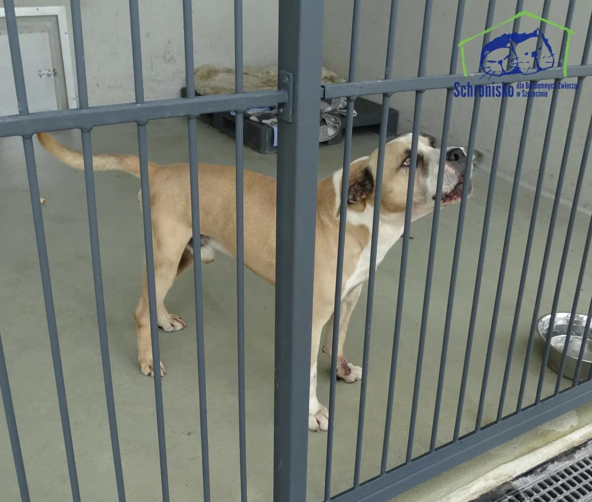 280/24,  Mixed Breed for adoption at Schronisko Szczecin, Szczecin
