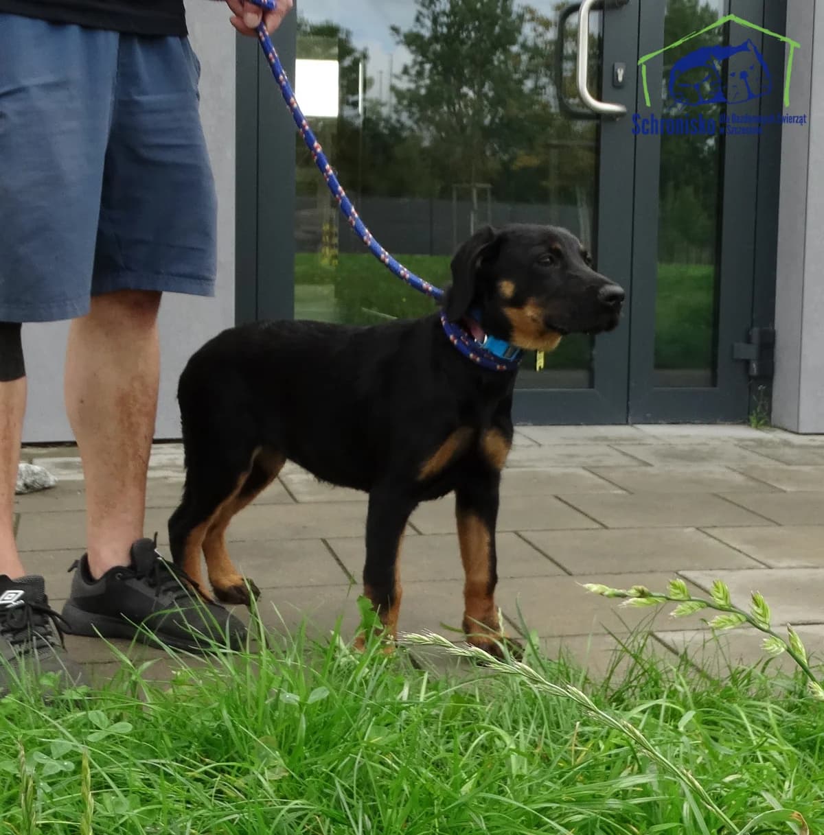 284/25, Mixed Breed (Schronisko Szczecin)