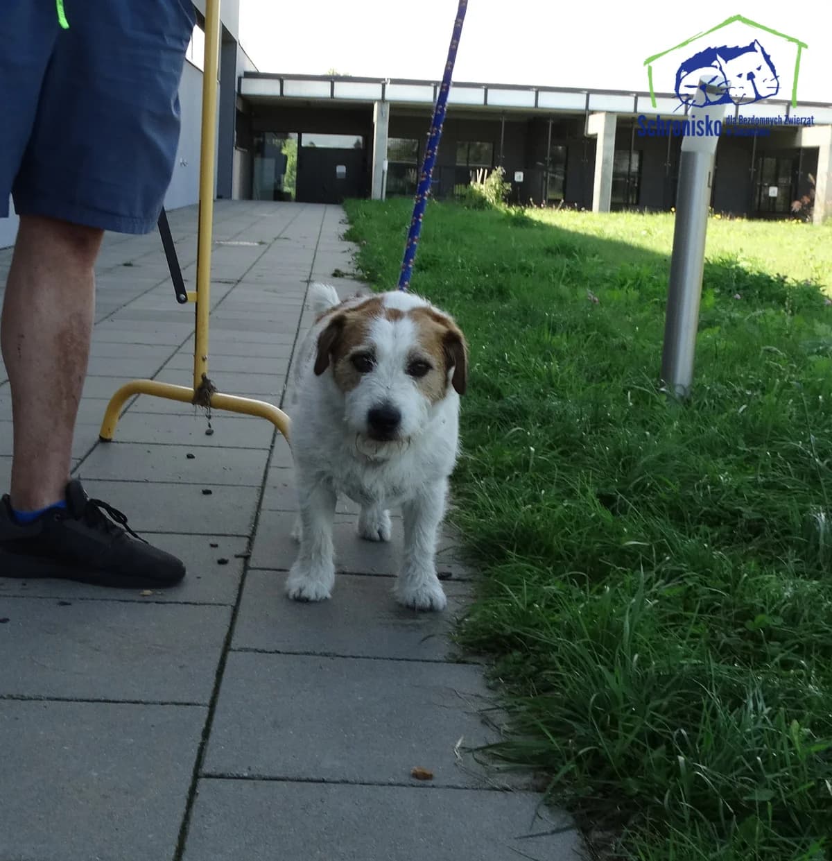 285/25, Mixed Breed (Schronisko Szczecin)