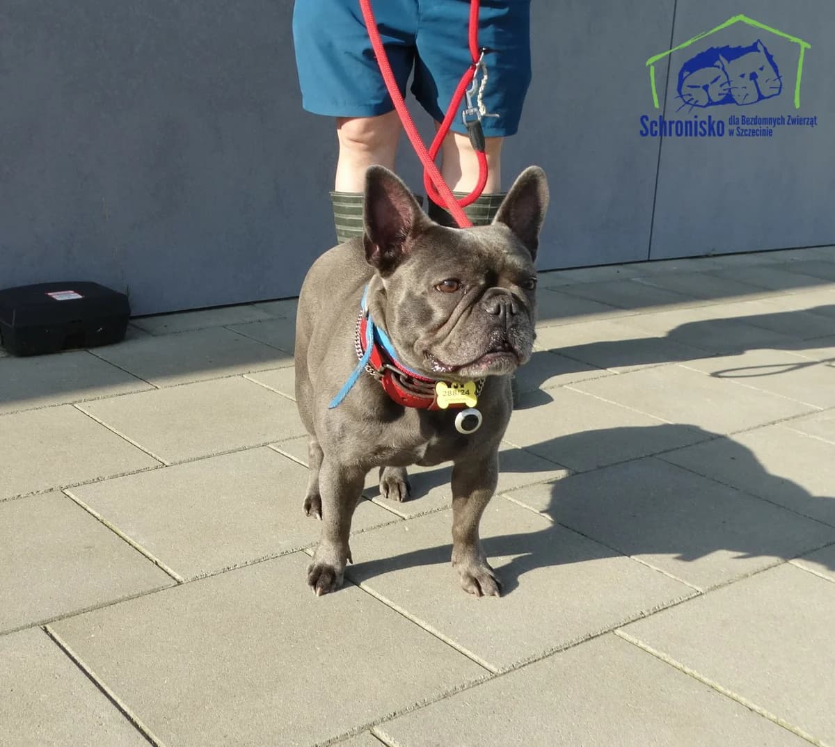 288/24,  Mixed Breed for adoption at Schronisko Szczecin, Szczecin