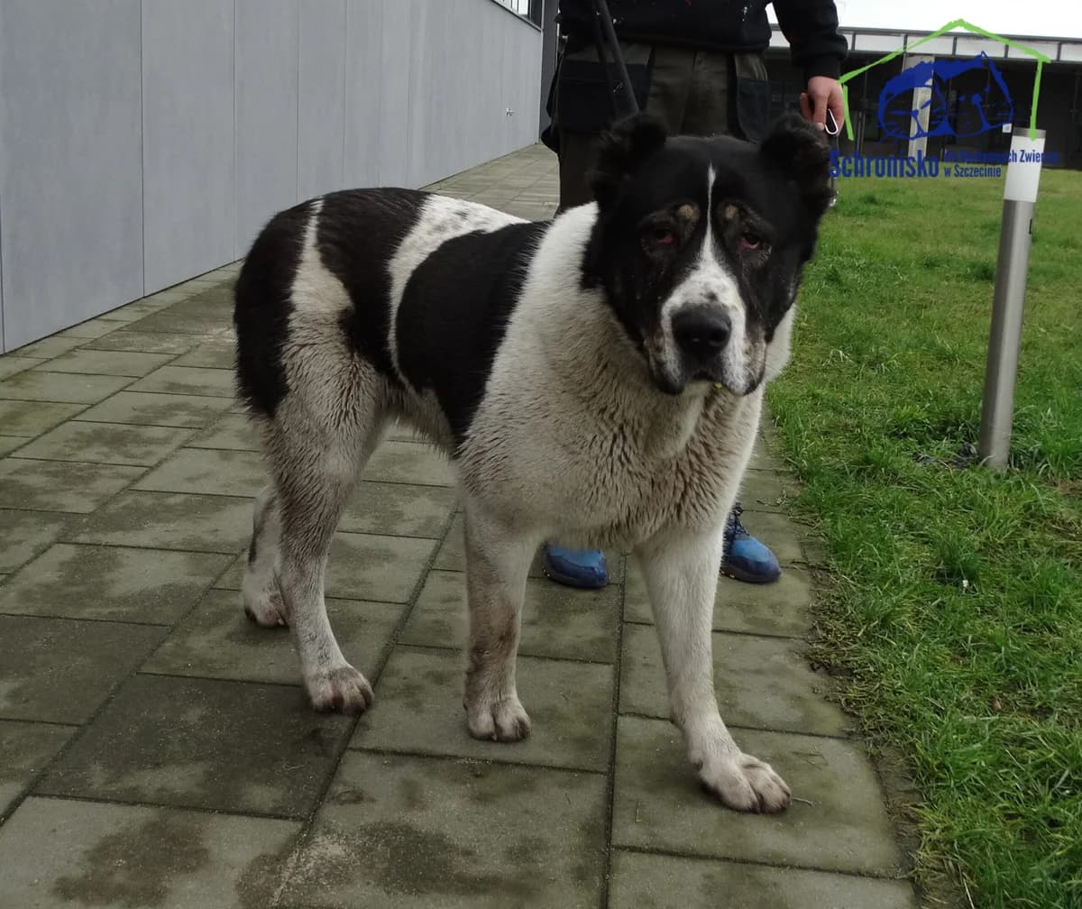 29/25, Mixed Breed (Schronisko Szczecin)