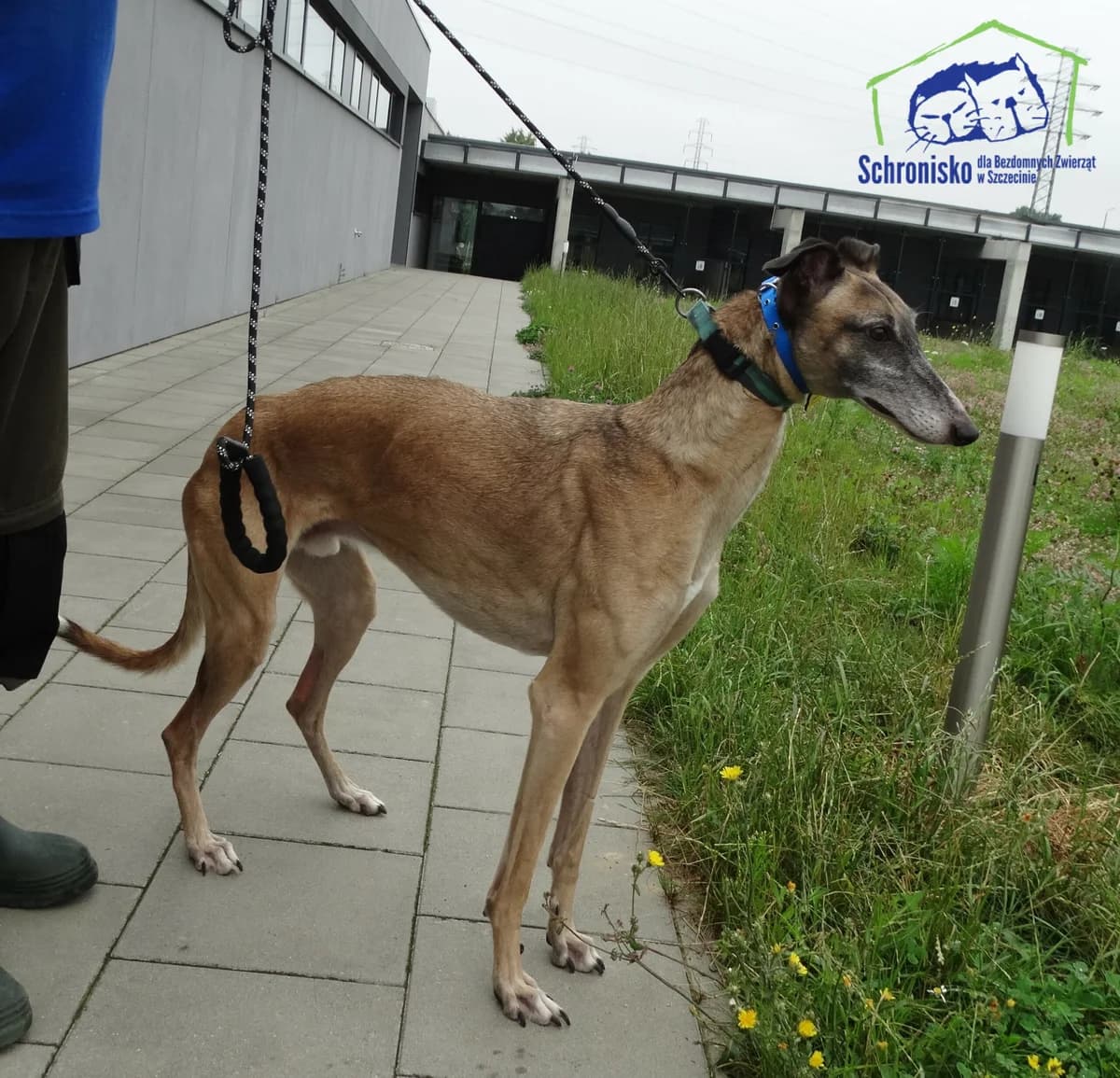 293/24,  Mixed Breed for adoption at Schronisko Szczecin, Szczecin