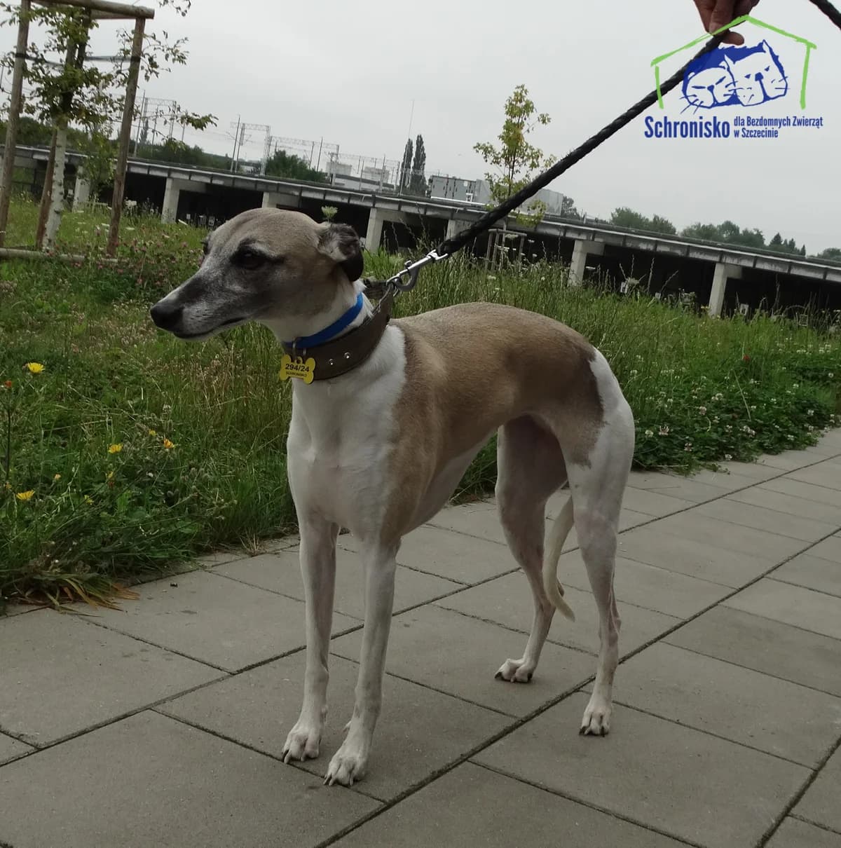 294/24,  Mixed Breed for adoption at Schronisko Szczecin, Szczecin