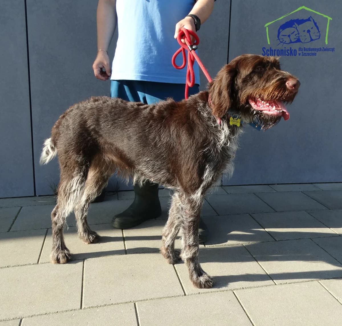 295/24,  Mixed Breed for adoption at Schronisko Szczecin, Szczecin