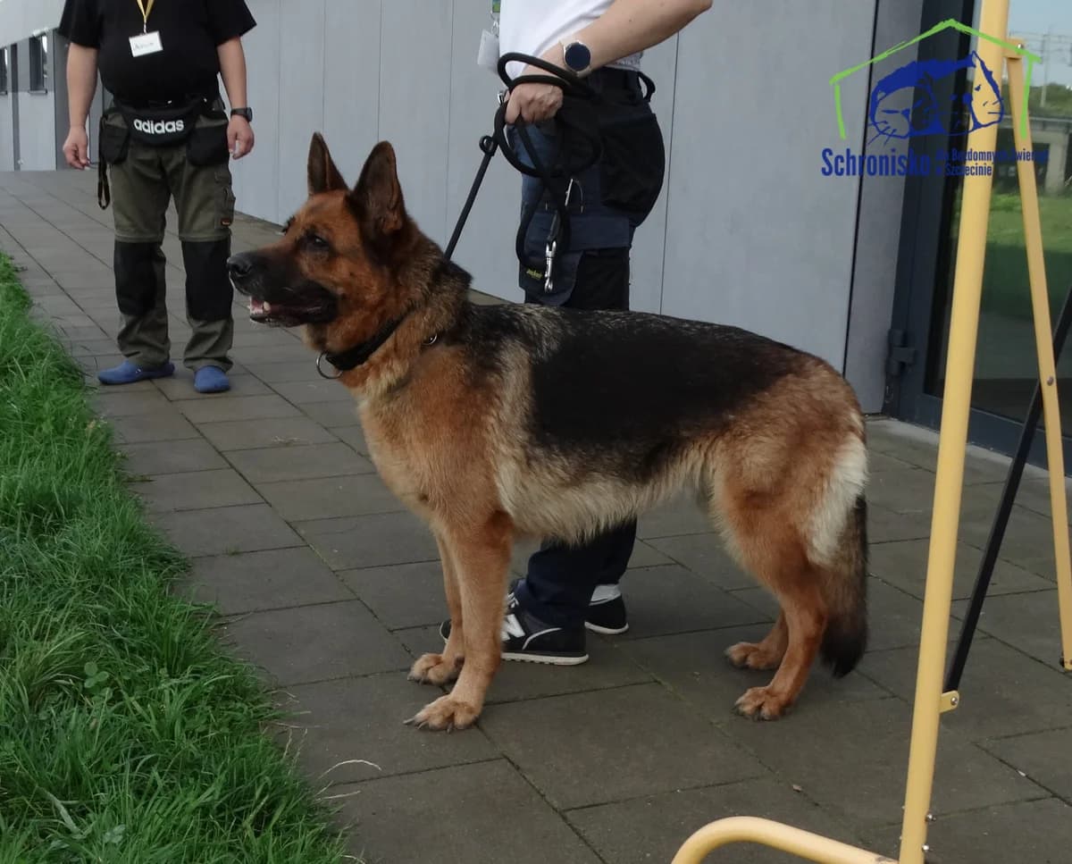 295/25, Mixed Breed (Schronisko Szczecin)