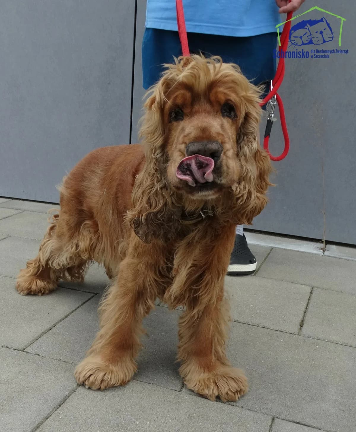 297/24,  Mixed Breed for adoption at Schronisko Szczecin, Szczecin