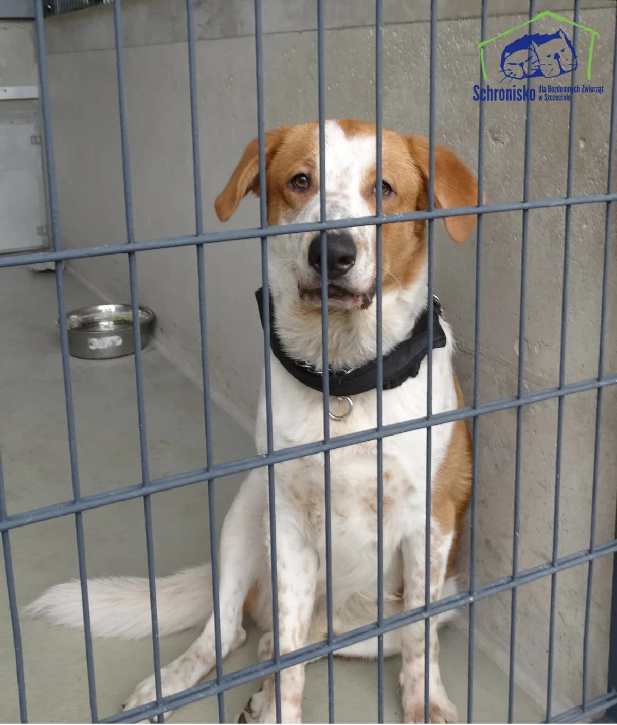 303/24,  Mixed Breed for adoption at Schronisko Szczecin, Szczecin