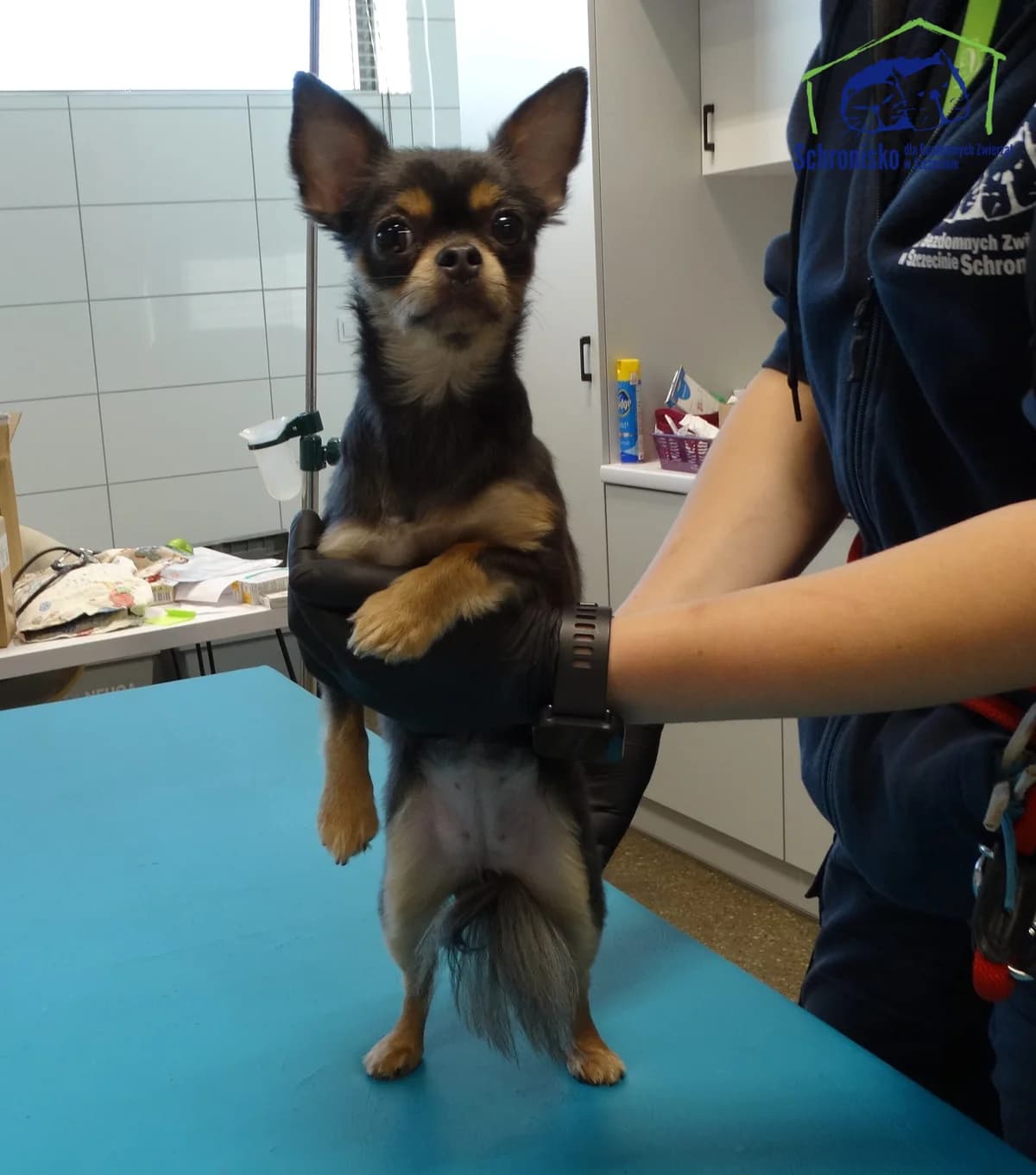 303/25, Mixed Breed (Schronisko Szczecin)
