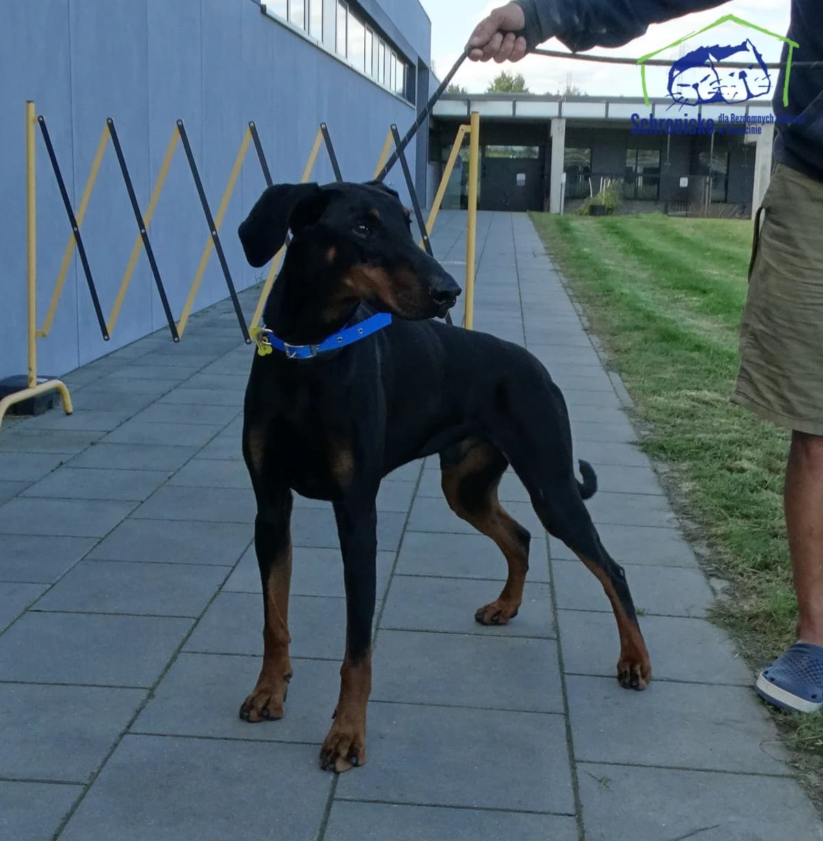 305/25, Mixed Breed (Schronisko Szczecin)