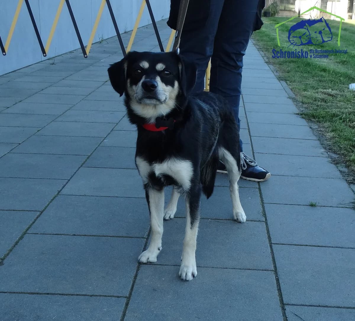 307/25,  Mixed Breed for adoption at Schronisko Szczecin, Szczecin