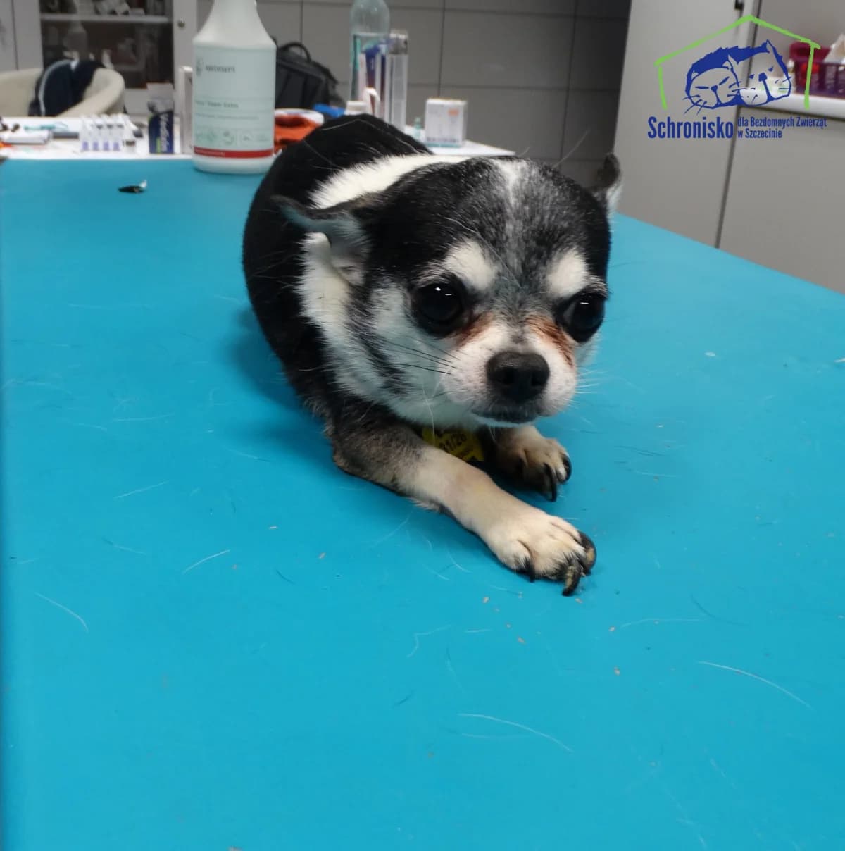 31/26,  Mixed Breed for adoption at Schronisko Szczecin, Szczecin