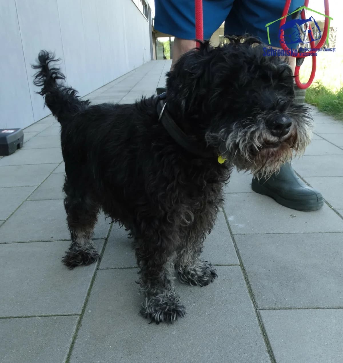 Tibo,  Mixed Breed for adoption at Schronisko Szczecin, Szczecin