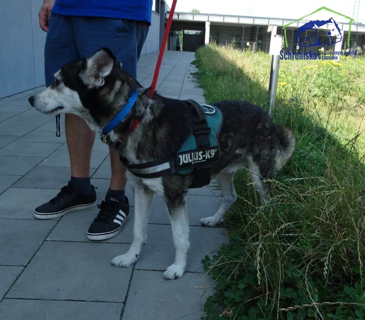 313/24,  Mixed Breed for adoption at Schronisko Szczecin, Szczecin