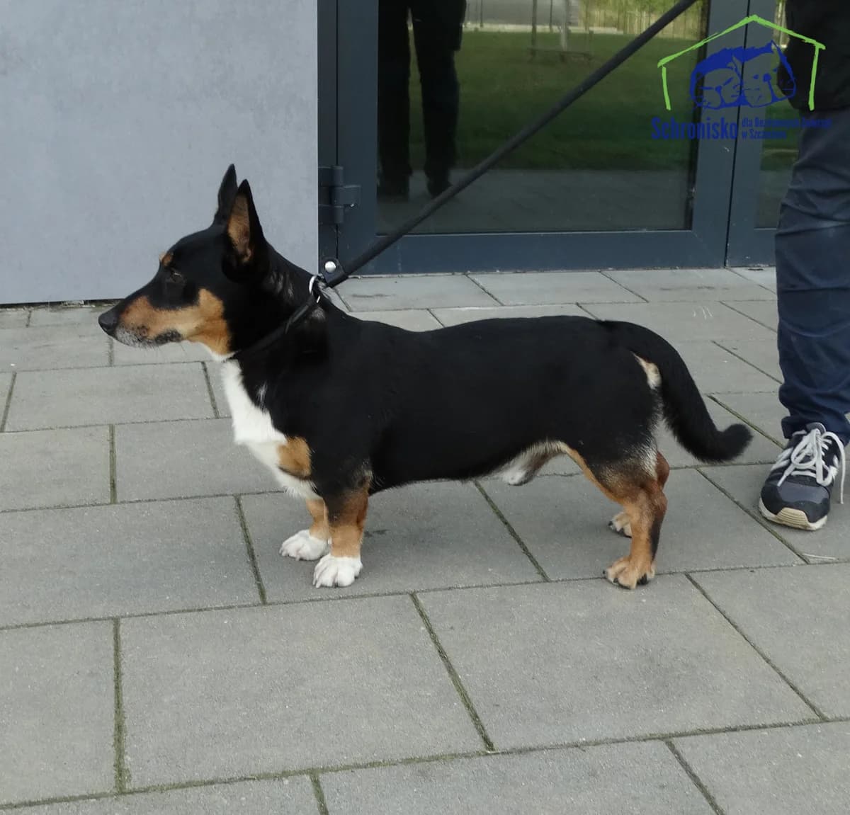 313/25,  Mixed Breed for adoption at Schronisko Szczecin, Szczecin