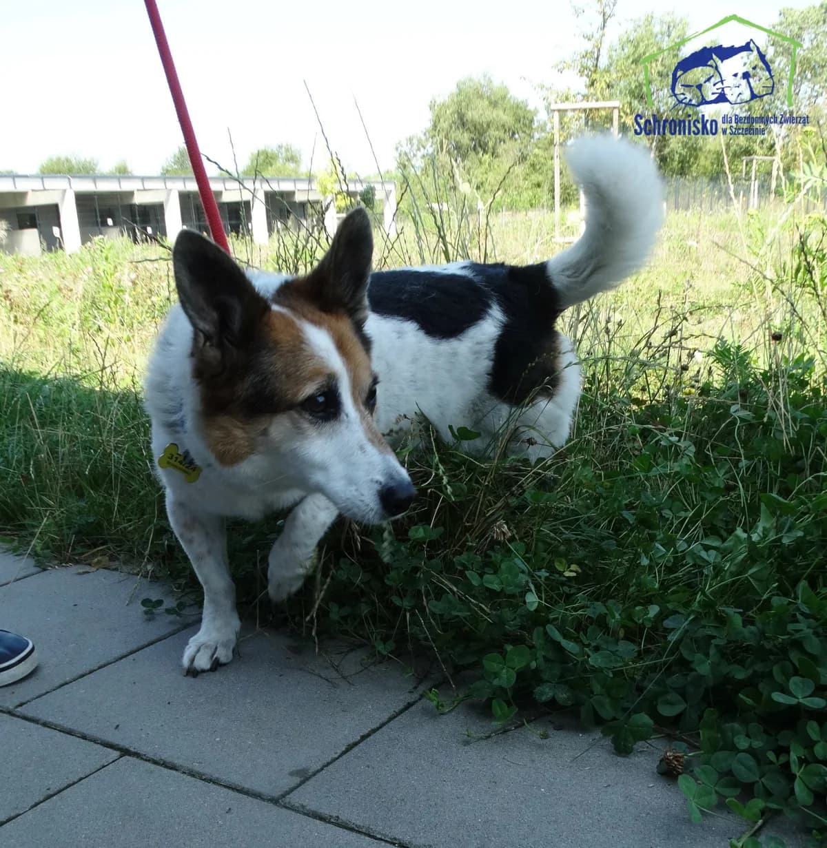 314/24, Mixed Breed (Schronisko Szczecin)