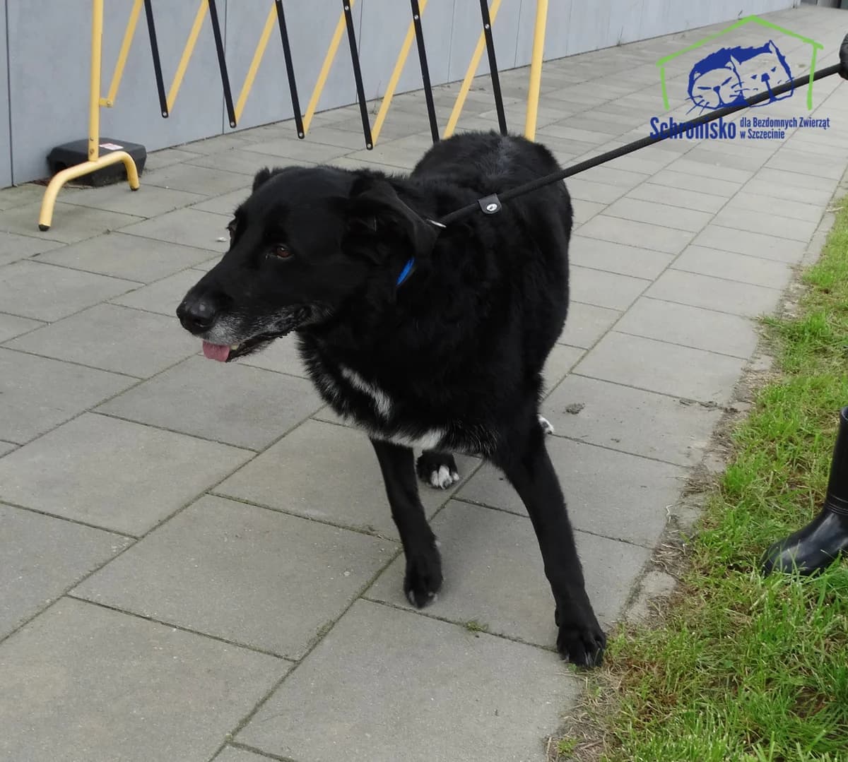314/25,  Mixed Breed for adoption at Schronisko Szczecin, Szczecin